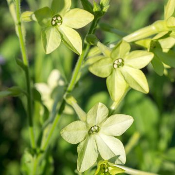 Nicotiana alata Mojito em sementes