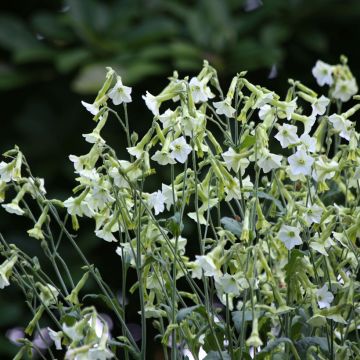 Nicotiana Starlight Dancer em sementes