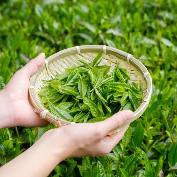 Camellia sinensis em sementes