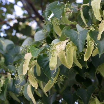 Tilia cordata em sementes