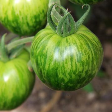 Tomate Green Zebra biológico