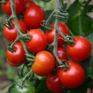 Tomate-cereja Zuckertraube BIO