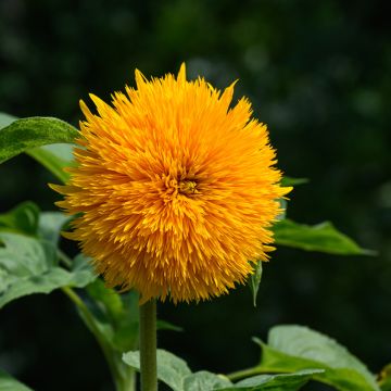 Girassol Teddy Bear em sementes - Helianthus annuus