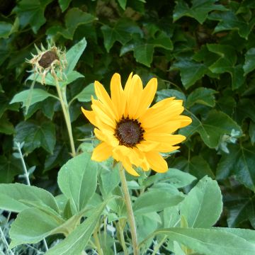 Helianthus argophyllus Gold and Silver em sementes