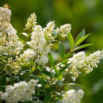 Alfeneiro em sementes - Ligustrum vulgare