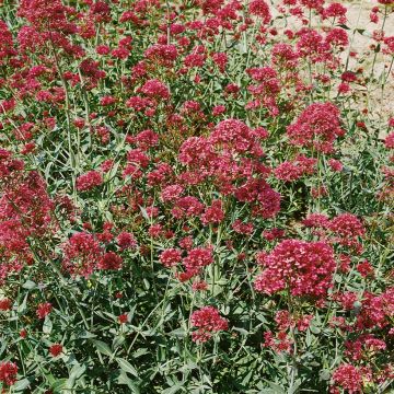 Centranthus ruber Pretty Betsy em sementes
