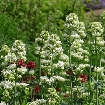 Centranthus ruber Snowcloud em sementes