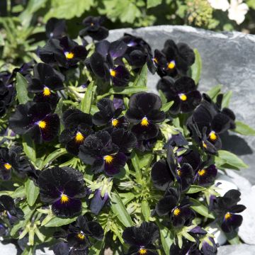 Viola tricolor nigra Blacky em sementes