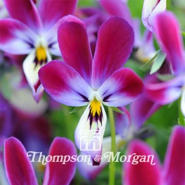 Amor-perfeito Bunny Ears em sementes - Viola x wittrockiana