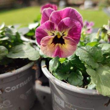 Viola cornuta Laeta Antique Shades em sementes