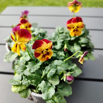 Viola cornuta Laeta Fire em sementes