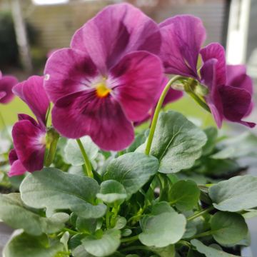 Viola cornuta Laeta Wine em sementes