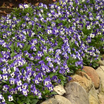 Viola cornuta Sorbet XP Delft Blue em sementes