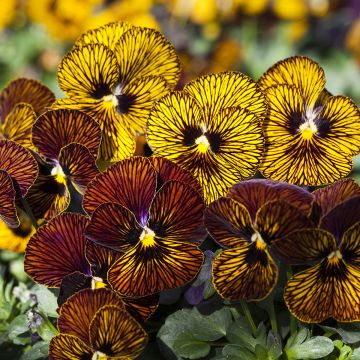 Viola cornuta Tiger Eye Mix em sementes