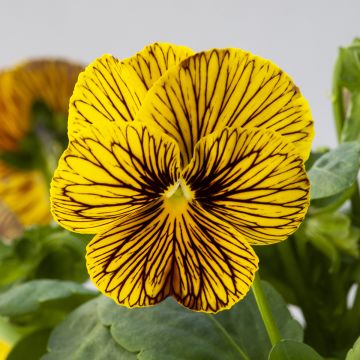 Viola cornuta Tiger Eye Yellow em sementes