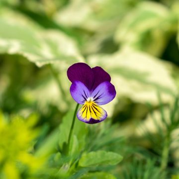 Viola tricolor em sementes