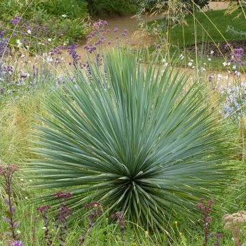 Yucca rostrata em sementes - Iúca-azul