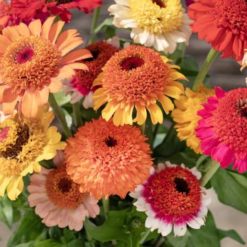 Zínia elegans Crestar! Mix em sementes