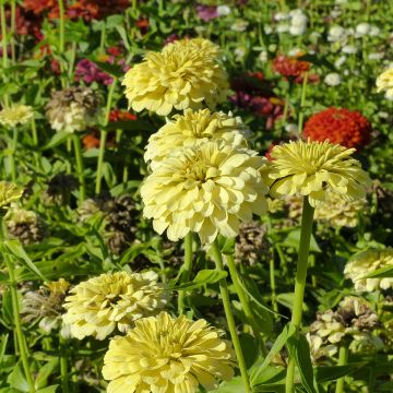 Zínia elegans Isabellina em sementes
