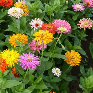 Zínia elegans Chrysanthemum Mix em sementes