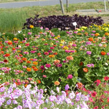 Zínia elegans Pépito Extra Mix em sementes