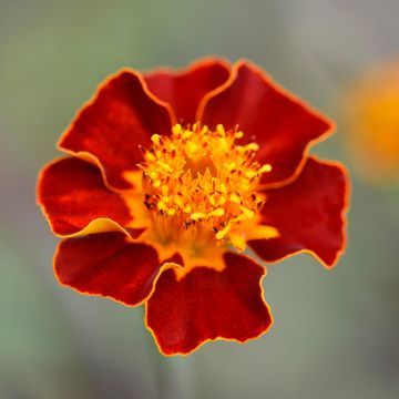 Cravo-francês Burning Embers em sementes - Tagetes linnaeus