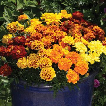 Cravo-túnico Alumia Mix em sementes - Tagetes patula