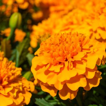 Cravo-túnico Petite Orange em sementes - Tagetes patula