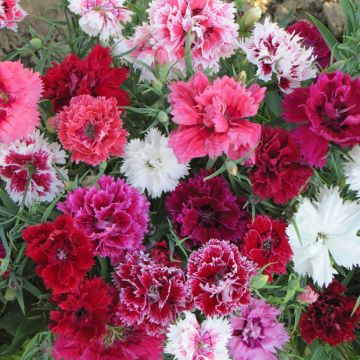 Sementes de Dianthus chinensis Imperial Mix