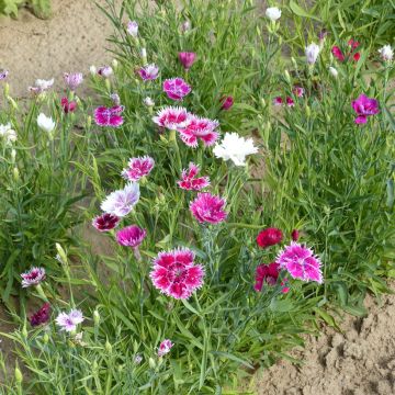 Sementes de Dianthus chinensis var. heddewigii Gaiety Single Mix