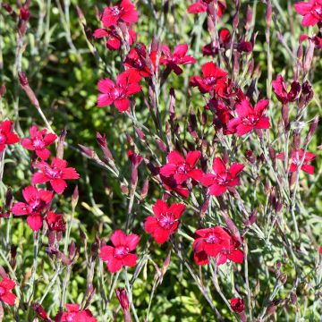 Sementes de Dianthus deltoides Fanal (Flashing Light, Leuchtfunk)