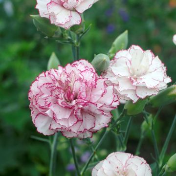 Sementes de Dianthus caryophyllus Benigna