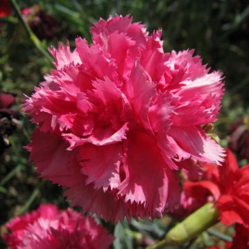 Sementes de Dianthus caryophyllus Triumph Rosa para florista