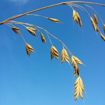 Bromus secalinus em sementes