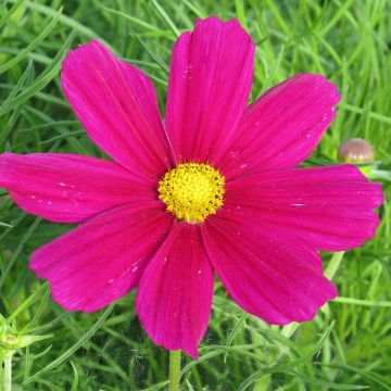 Cosmea Sonata Carmine em sementes