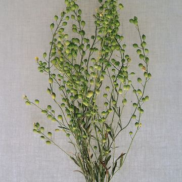 Lepidium sativum Attraxa em sementes