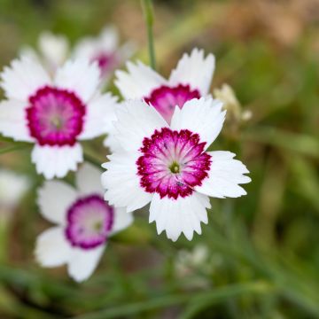 Sementes de Dianthus deltoides Arctic Fire