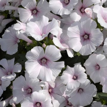 Malva rosa New Dwarf Pink Blush em sementes