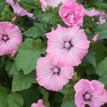 Malva rosa Silver Cup em sementes