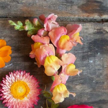 Antirrhinum Maximum Bronze em sementes