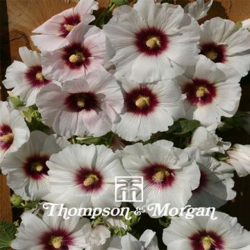 Malvarisco Halo Blossom em sementes