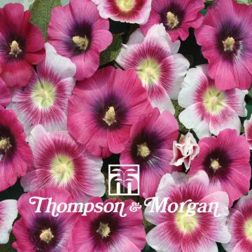 Malvarisco Halo Perfect Pink em sementes