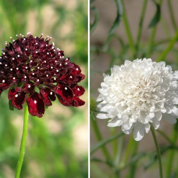 Scabiosa atropurpurea Ebony and Ivory em sementes