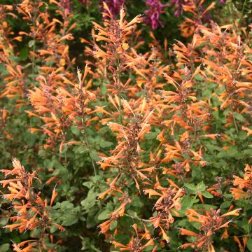 Agastache aurantiaca Apricot Sprite em sementes
