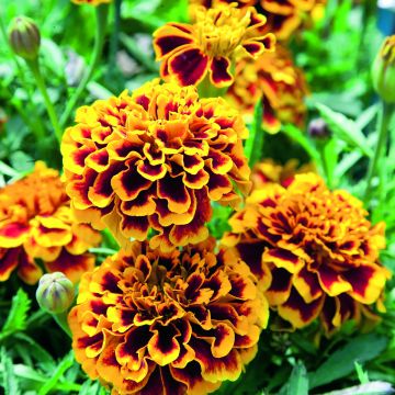 Cravo-túnico Colossus em sementes - Tagetes patula