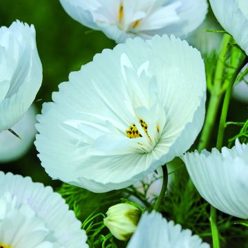 Cosmea Cupcakes White em sementes