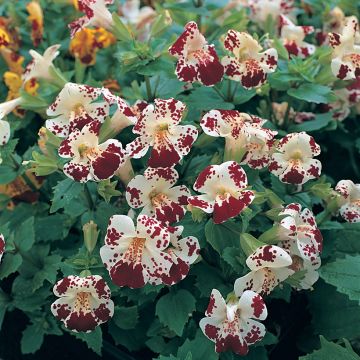 Mimulus Monkey Magic F1 Hybrid em sementes