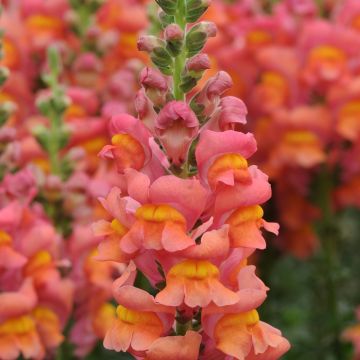 Antirrhinum majus F1 Potomac Orange em sementes - Boca-de-lobo