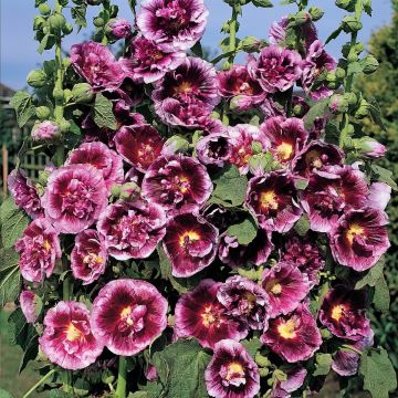 Malvarisco Crème de cassis em sementes