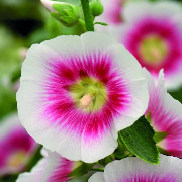 Malvarisco Halo Blush em sementes